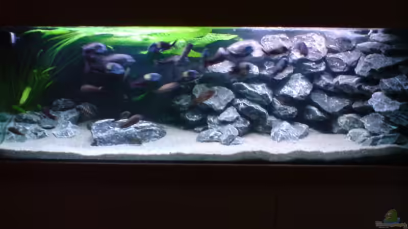 Aquarium Tropheus-Gesellschaft von Bbert (5)