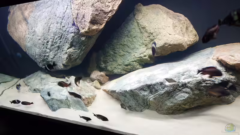 Aquarium Tropheus Haus von Leucki (10)