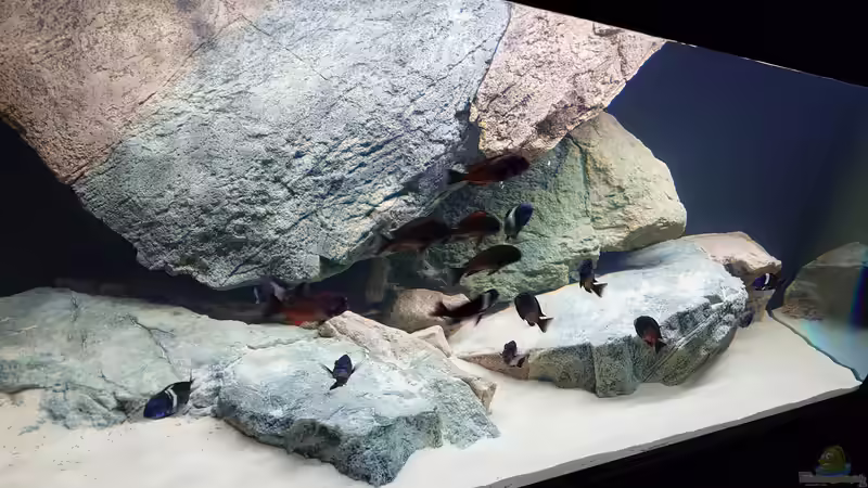 Aquarium Tropheus Haus von Leucki (11)