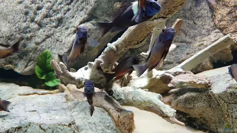 Aquarium Tropheus Haus von Leucki (2)