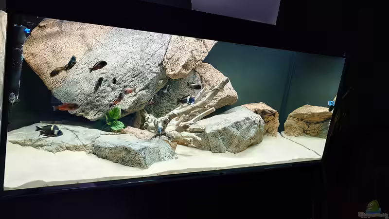 Aquarium Tropheus Haus von Leucki (3)
