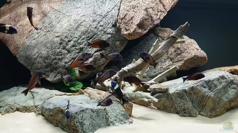 Aquarium Tropheus Haus von Leucki (4)