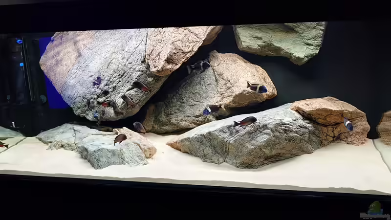 Aquarium Tropheus Haus von Leucki (6)