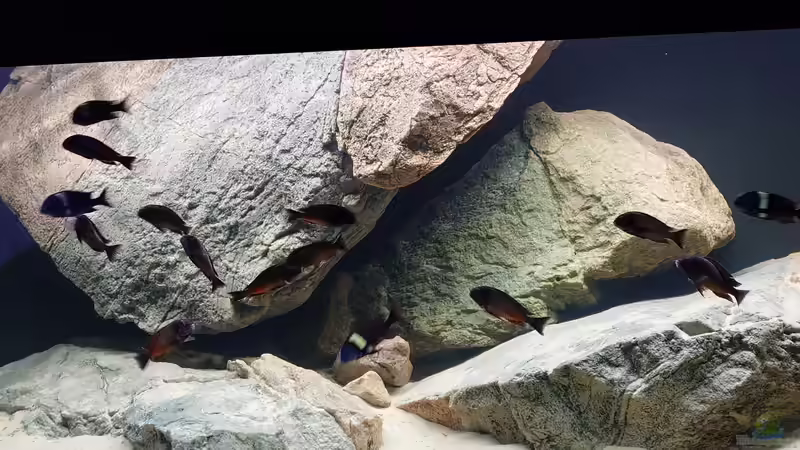 Aquarium Tropheus Haus von Leucki (8)