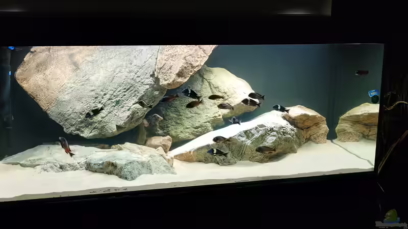 Aquarium Tropheus Haus von Leucki (9)