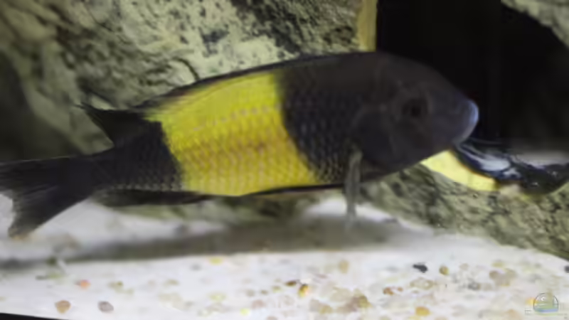 Aquarium Tropheus Männeraquarium von Erik S. (4)