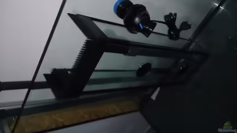 Aquarium Tropheus Pfütze (nur noch als Beispiel) von Warsteiner (6)