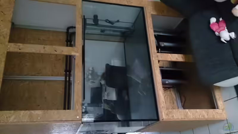 Aquarium Tropheus Pfütze (nur noch als Beispiel) von Warsteiner (7)