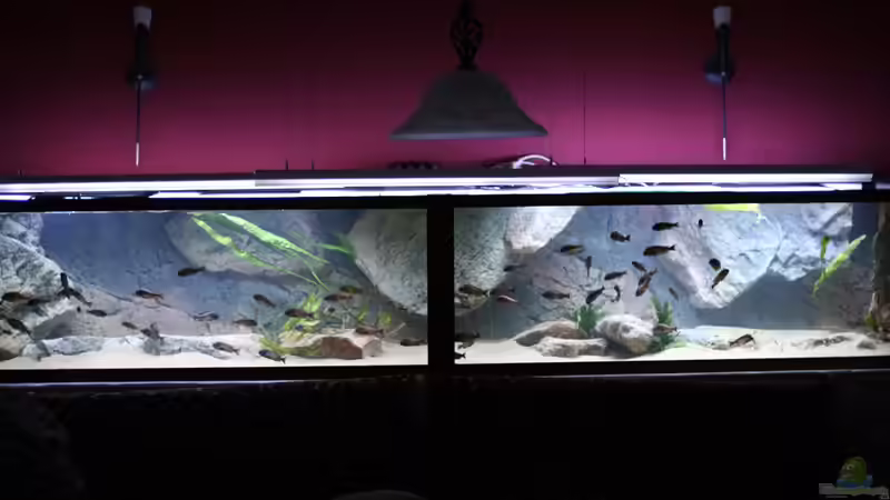 Aquarium Tropheus Red Rainbow von Keule73 (2)