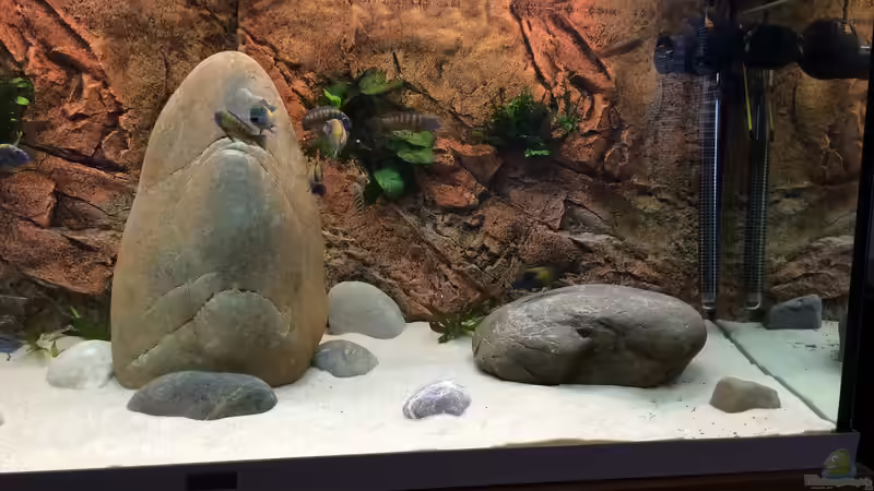 Aquarium Tropheus von JensK (3)