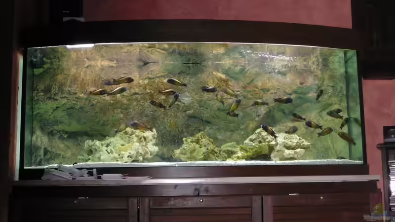 Aquarium Tropheusbecken von Hoffbold (3)