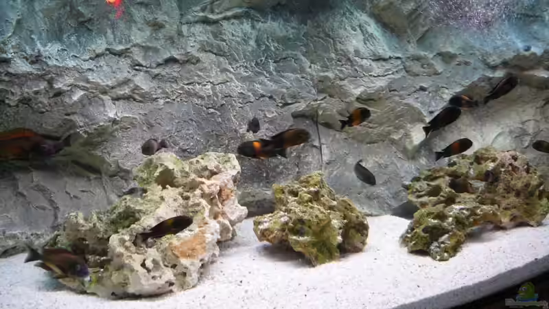 Aquarium Tropheusbecken von Hoffbold (4)