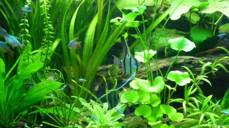 Aquarium Tropic Dream von René L. (4)