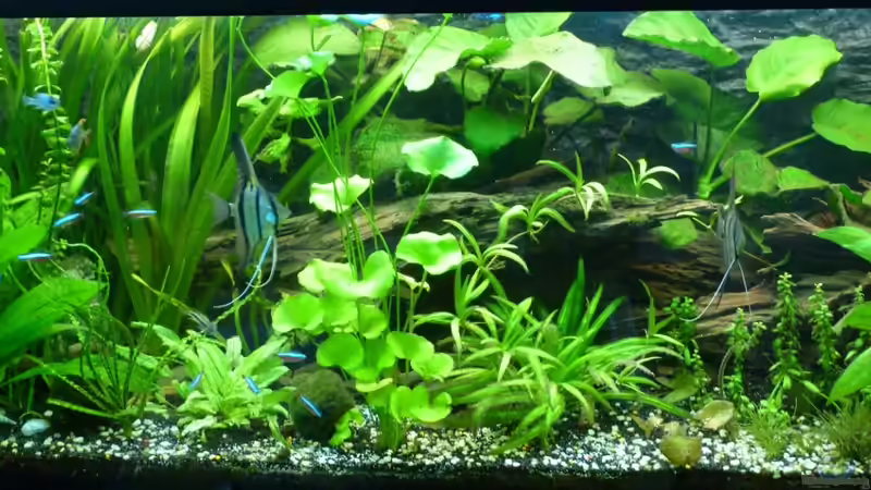 Aquarium Tropic Dream von René L. (5)