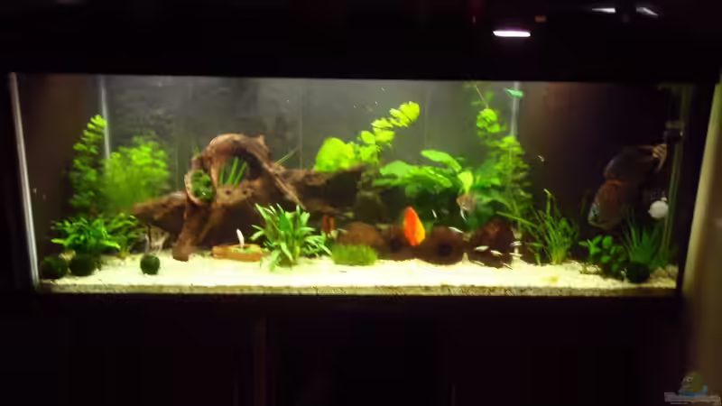 Aquarium Tropic Dream von Thomas Mitter (2)