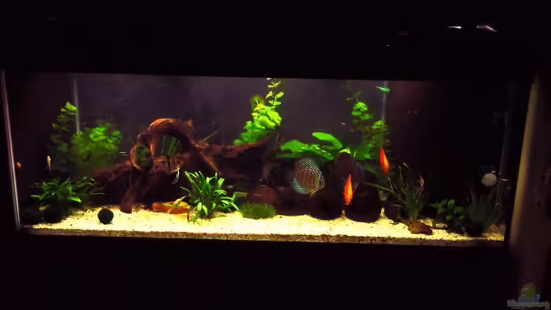 Aquarium Tropic Dream von Thomas Mitter (3)