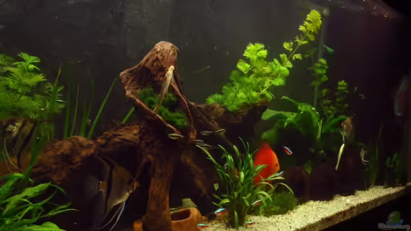 Aquarium Tropic Dream von Thomas Mitter (4)