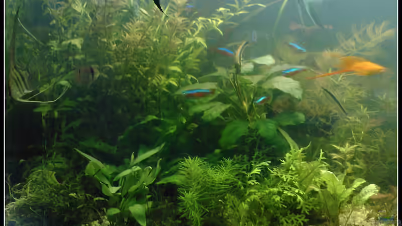Aquarium tropisches Gesellschaftsbecken von mariajudyta (5)