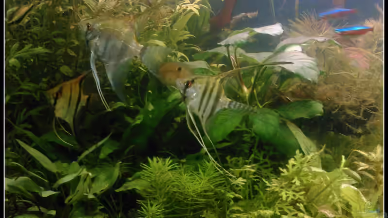 Aquarium tropisches Gesellschaftsbecken von mariajudyta (6)