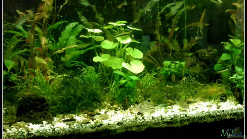 Aquarium tropisches Gesellschaftsbecken von mariajudyta (7)