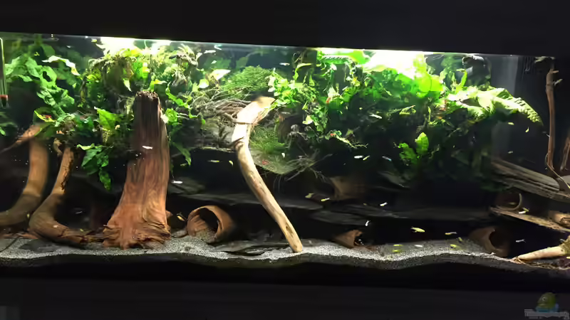 Aquarium Trübstadt von Danny (2)