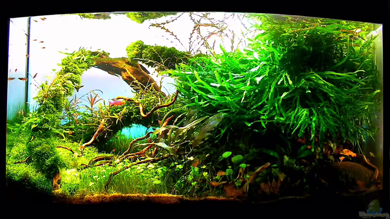 Aquarium Trueby von Fredo Fuss (2)