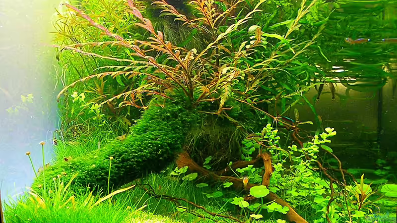 Aquarium Trueby von Fredo Fuss (6)