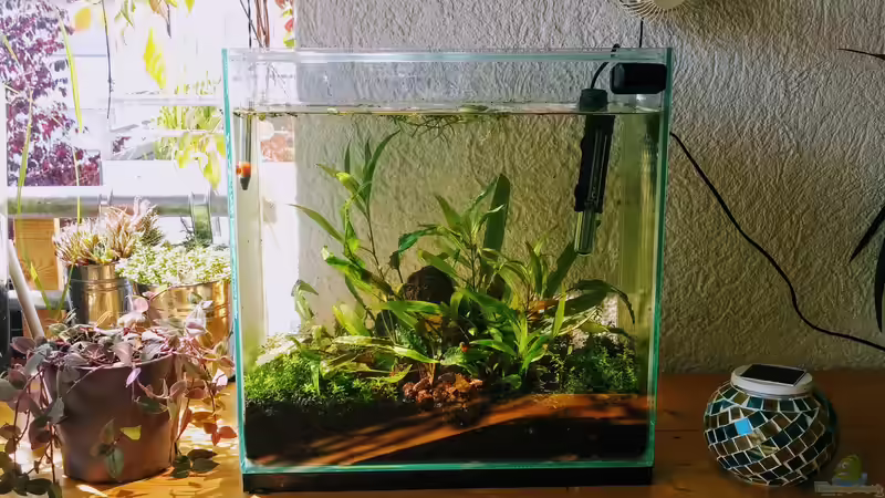 Aquarium Tümpel von Mike Steidl (2)