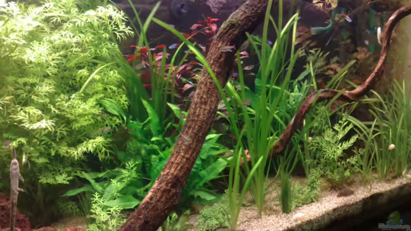 Aquarium Tümpel von Sebastian Philipp (2)