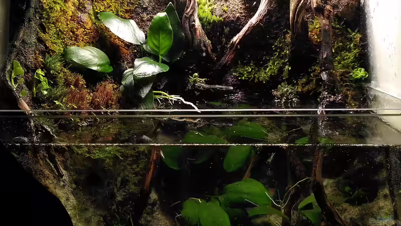 Aquarium Tümpelchen von Stephi (2)