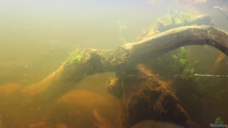 Aquarium Two forests von lomarraco (11)