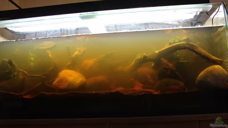 Aquarium Two forests von lomarraco (13)