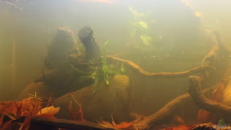 Aquarium Two forests von lomarraco (16)