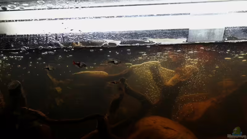 Aquarium Two forests von lomarraco (18)