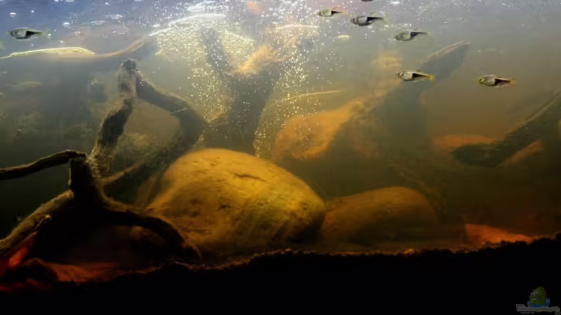 Aquarium Two forests von lomarraco (19)