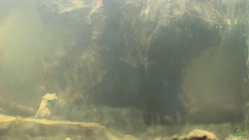 Aquarium Two forests von lomarraco (2)