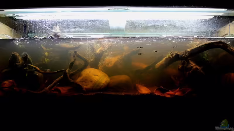 Aquarium Two forests von lomarraco (20)