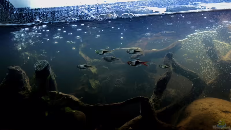 Aquarium Two forests von lomarraco (21)