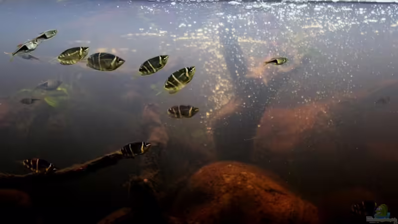 Aquarium Two forests von lomarraco (22)