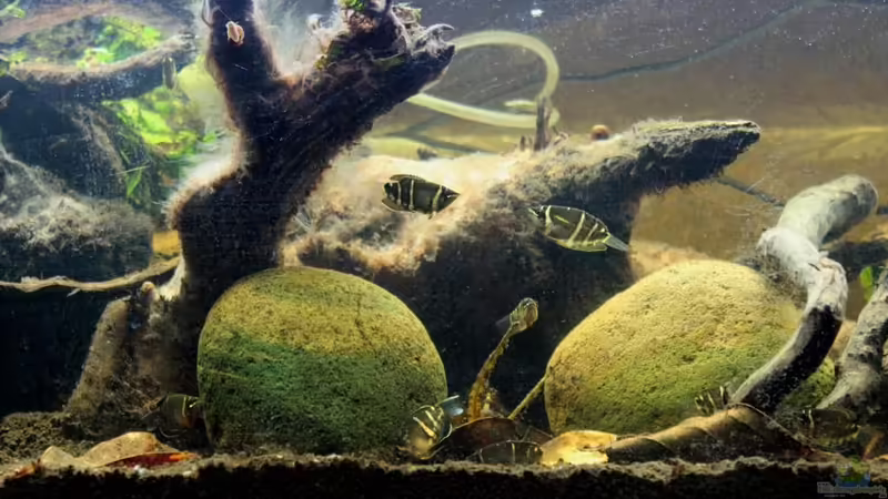 Aquarium Two forests von lomarraco (24)