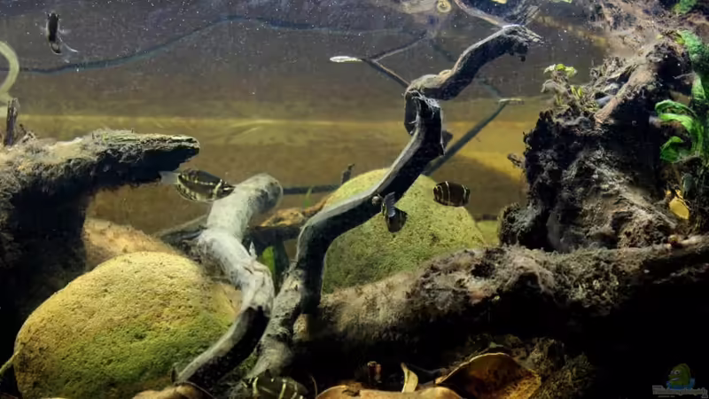 Aquarium Two forests von lomarraco (25)