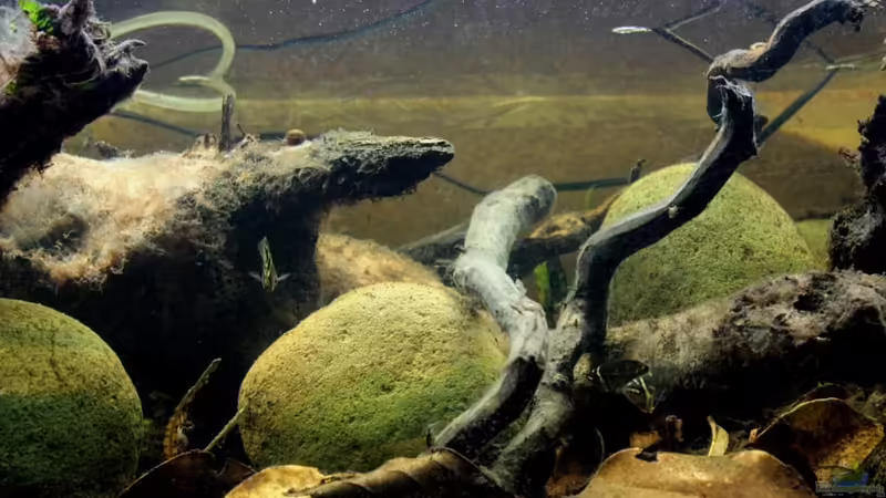 Aquarium Two forests von lomarraco (26)