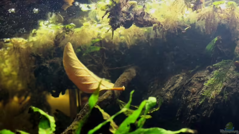 Aquarium Two forests von lomarraco (28)