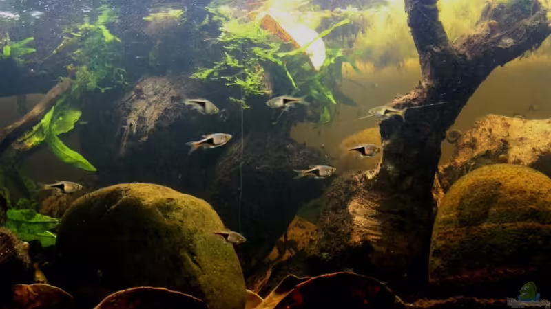 Aquarium Two forests von lomarraco (29)