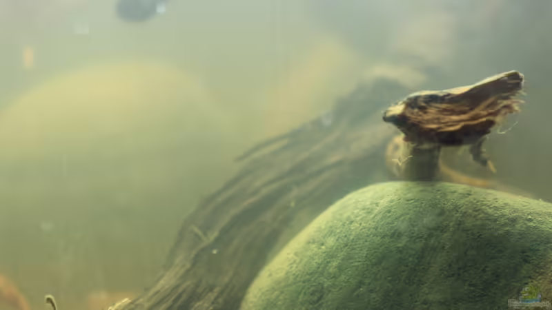 Aquarium Two forests von lomarraco (3)