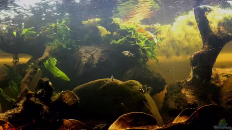 Aquarium Two forests von lomarraco (30)