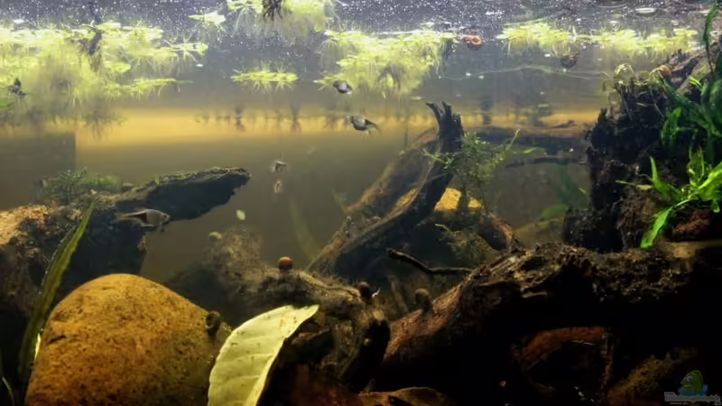 Aquarium Two forests von lomarraco (31)