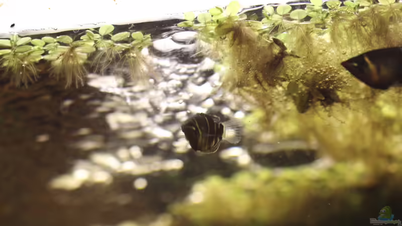 Aquarium Two forests von lomarraco (34)