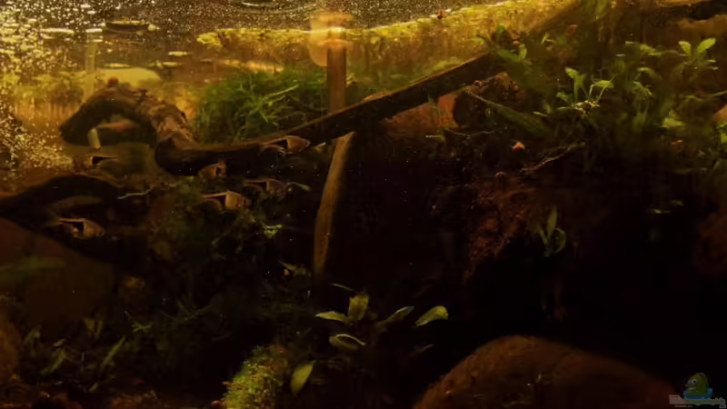 Aquarium Two forests von lomarraco (36)