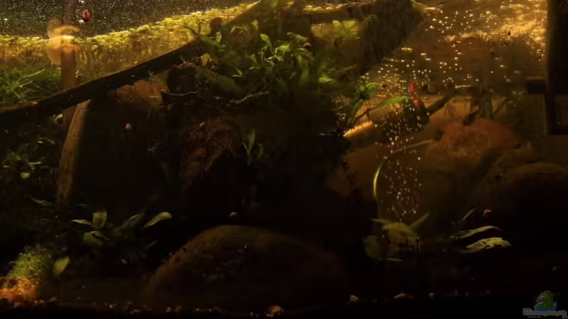 Aquarium Two forests von lomarraco (38)